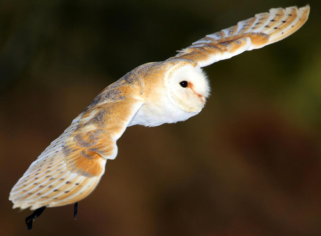 Flight of the owl by Photophilde